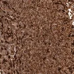 Merck Anti-GBP5 antibody produced in rabbit