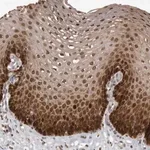 Merck Anti-GCH1 antibody produced in rabbit