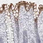 Merck Anti-DNAJC11 antibody produced in rabbit
