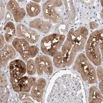 Merck Anti-FUCA2 antibody produced in rabbit