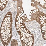 Merck Anti-MIPEP antibody produced in rabbit