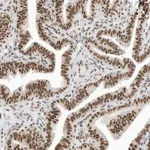 Merck Anti-SF3A3 antibody produced in rabbit