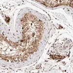 Merck Anti-SEC14L1 antibody produced in rabbit