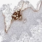 Merck Anti-FLG2 antibody produced in rabbit