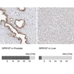 Merck Anti-GPR107 antibody produced in rabbit