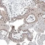 Merck Anti-TAF8 antibody produced in rabbit