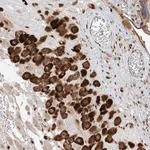 Merck Anti-ZBTB8A antibody produced in rabbit