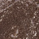 Merck Anti-AK9 antibody produced in rabbit