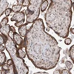 Merck Anti-MFSD4B antibody produced in rabbit