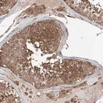 Merck Anti-FAM135A antibody produced in rabbit