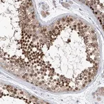 Merck Anti-REC8 antibody produced in rabbit