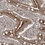 Merck Anti-BCORL1 antibody produced in rabbit
