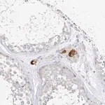 Merck Anti-ZZEF1 antibody produced in rabbit