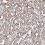 Merck Anti-NLN antibody produced in rabbit