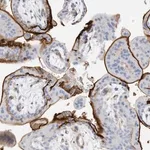 Merck Anti-TXNDC9 antibody produced in rabbit