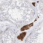 Merck Anti-ZZEF1 antibody produced in rabbit