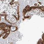 Merck Anti-HIC2 antibody produced in rabbit