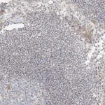 Merck Anti-UST antibody produced in rabbit