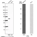Merck Anti-HPDL antibody produced in rabbit