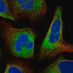 Merck Anti-MOK antibody produced in rabbit