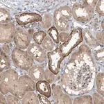Merck Anti-ZC3H12A antibody produced in rabbit
