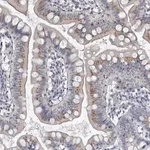Merck Anti-MYOC antibody produced in rabbit