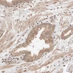 Merck Anti-ALKAL1 antibody produced in rabbit