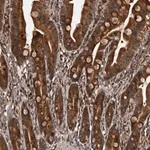 Merck Anti-SERTAD4 antibody produced in rabbit