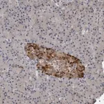 Merck Anti-RC3H1 antibody produced in rabbit