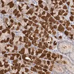 Merck Anti-MDH1 antibody produced in rabbit