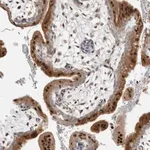 Merck Anti-NAB2 antibody produced in rabbit