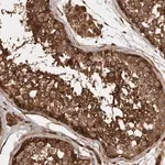 Merck Anti-STK36 antibody produced in rabbit