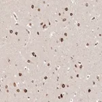 Merck Anti-GSG2 antibody produced in rabbit