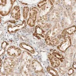 Merck Anti-RC3H1 antibody produced in rabbit