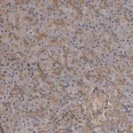Merck Anti-ZNRF1 antibody produced in rabbit