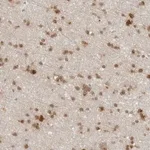 Merck Anti-CC2D1B antibody produced in rabbit