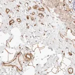 Merck Anti-NUS1 antibody produced in rabbit