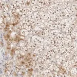 Merck Anti-POLR3C antibody produced in rabbit