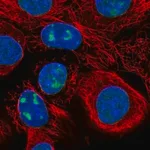 Merck Anti-WDR3 antibody produced in rabbit