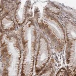 Merck Anti-GCSAML antibody produced in rabbit