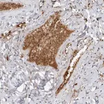Merck Anti-FGG antibody produced in rabbit