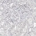 Merck Anti-VEZF1 antibody produced in rabbit