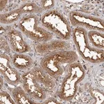 Merck Anti-RWDD1 antibody produced in rabbit