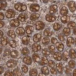 Merck Anti-GOT1L1 antibody produced in rabbit