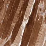 Merck Anti-TOR3A antibody produced in rabbit