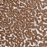 Merck Anti-LCORL antibody produced in rabbit