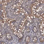 Merck Anti-INPP5B antibody produced in rabbit