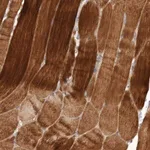 Merck Anti-FLCN antibody produced in rabbit
