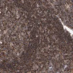Merck Anti-PAN3 antibody produced in rabbit