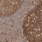 Merck Anti-NAP1L1 antibody produced in rabbit